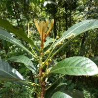 Agrostistachys borneensis Becc.
